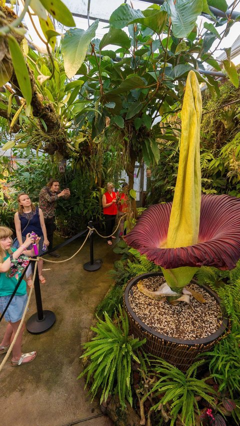 Titan Arum, Bunga Tertinggi di Dunia