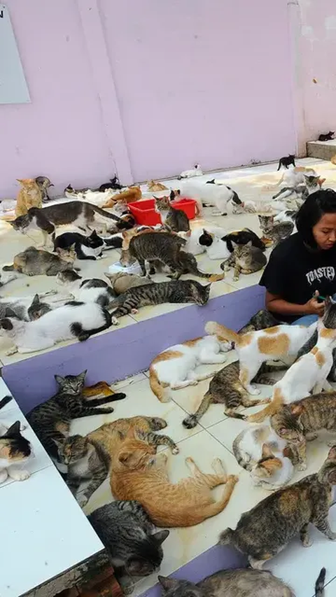 Hasil Laboratorium Tewasnya Puluhan Kucing di Sunter Jakut: Bukan Karena Diracun