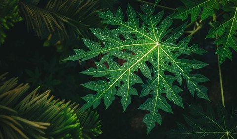 Bahkan beberapa ahli percaya bahwa nutri dan senyawa yang ada dalam daun pepaya bisa menyembuhkan beberapa penyakit tertentu lho.