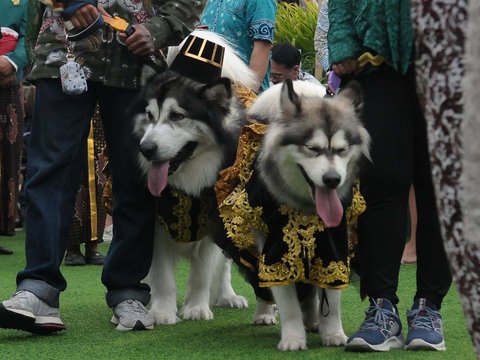 FOTO: Mewahnya Pernikahan Anjing di Jakarta Habiskan Rp200 Juta, Ada Pemberkatan dan Resepsi