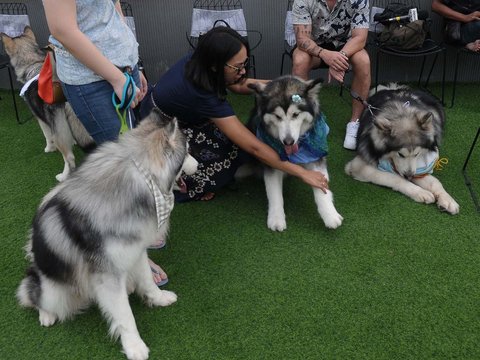 FOTO: Mewahnya Pernikahan Anjing di Jakarta Habiskan Rp200 Juta, Ada Pemberkatan dan Resepsi