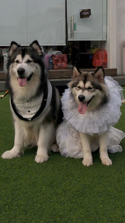 Dalam acara pemberkatan, Jojo dan Luna mengenakan pakaian serba putih layaknya pengantin manusia.