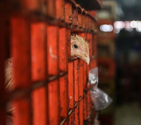 Harga Ayam Potong Tembus Rp90 Ribu, Pemprov DKI Bakal Lakukan Ini