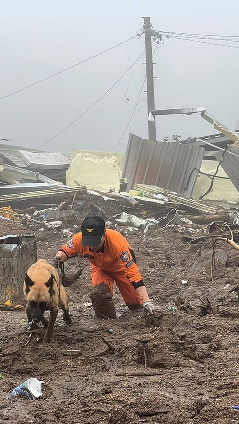 Tim penyelamat juga menurunkan sejumlah anjing pelacak guna memudahkan petugas untuk melakukan pencarian korban yang masih terjebak dalam tanah longsor.