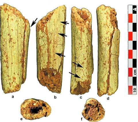 Dua fosil Laos--berupa tulang kaki dan bagian dari tulang tengkorak kepada--ditemukan di Gua Tam Pa Ling. Situs arkeologi itu ditemukan pada 2009 ketika bagian lain dari tengkorak kepala itu ditemukan.