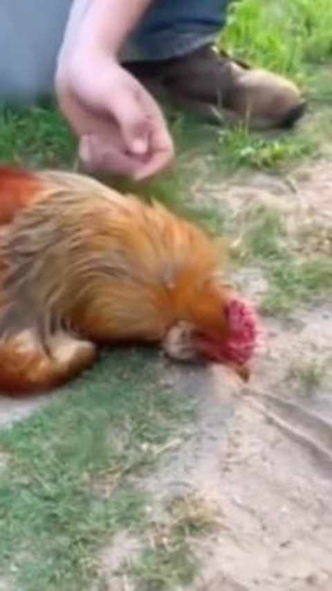 Ramai Video Hipnotis Seekor Ayam, Ilmuwan Jelaskan Bukan Kekuatan Gaib