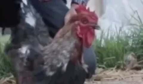 Terlihat ayam itu seperti lemas dan tak ‘meronta-ronta’ lagi. Ayam kemudian nampak seperti pandangannya hilang.