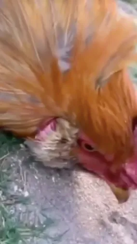 Berikut adalah video saat ayam dilakukan hipnotis