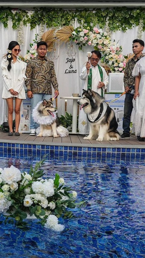 Pernikahan pasangan anjing ini digelar dengan adat Jawa. Ini fakta di balik pernikahan anjing mewah.