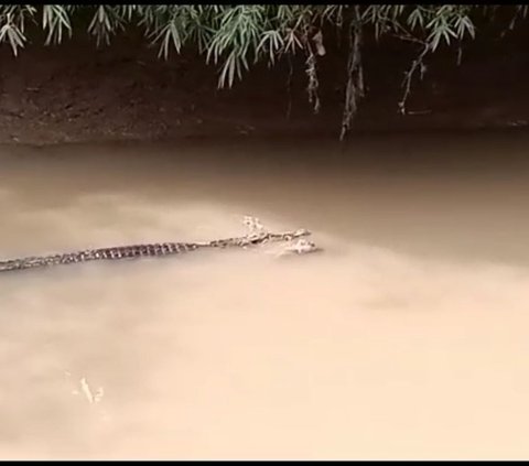 Dua Pemuda Diterkam Buaya saat Cari Kerang di Sungai Cilemer, Begini Kronologinya