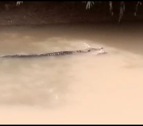 Dua Pemuda Diterkam Buaya saat Cari Kerang di Sungai Cilemer, Begini Kronologinya