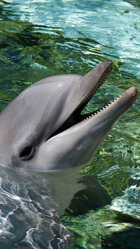 5 Surprising Facts about Dolphins | trstdly: trusted news in simple english