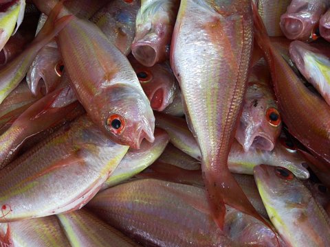 Kebanyakan orang menggunakan jeruk nipis sebagai penghilang aroma amis pada ikan, tapi ternyata tidak cukup hanya menggunakan perasan jeruk nipis karena terkadang baunya masih menempel.