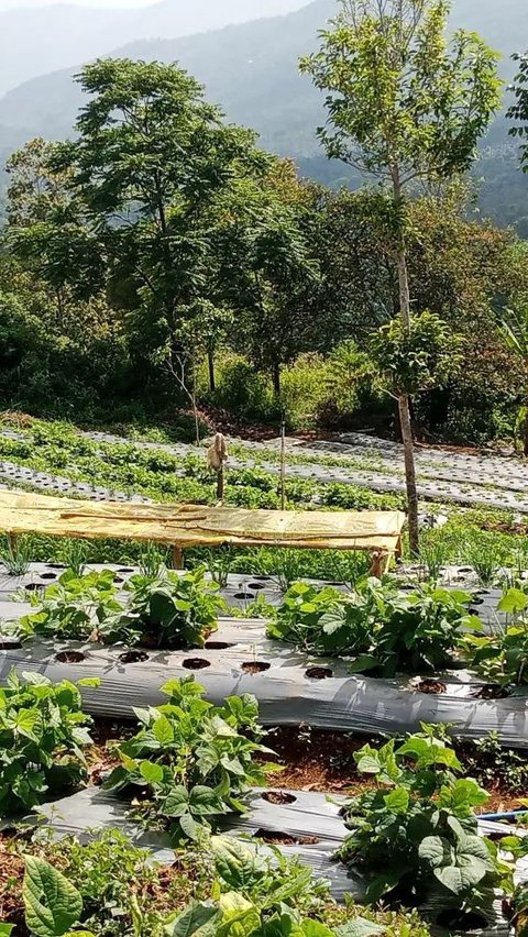 Luasnya lahan kosong di rumahnya membuat Yoyoh banyak menanam beragam jenis tanaman. Rumahnya sendiri terletak jauh dari pemukiman padat penduduk.