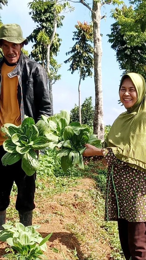 Meski sempat berada di hiruk pikuk kota Jakarta, Ia tak gentar memulai kesibukannya dengan bertani.