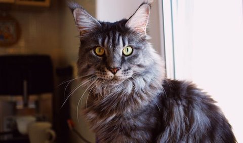 5 Interesting Facts About Maine Coon Cats That Will Surprise You ...