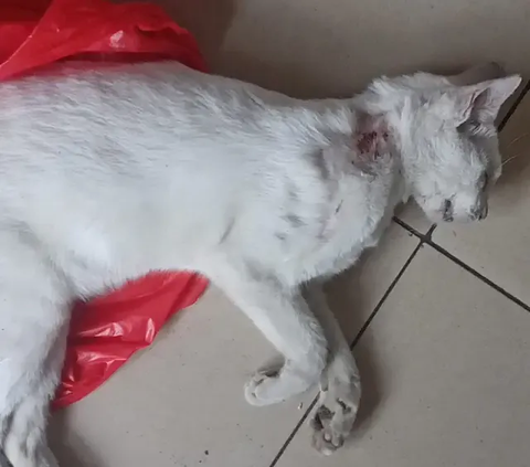 Bukan Diracun, Ternyata Ini Penyebab Kucing Mati Massal di Sunter