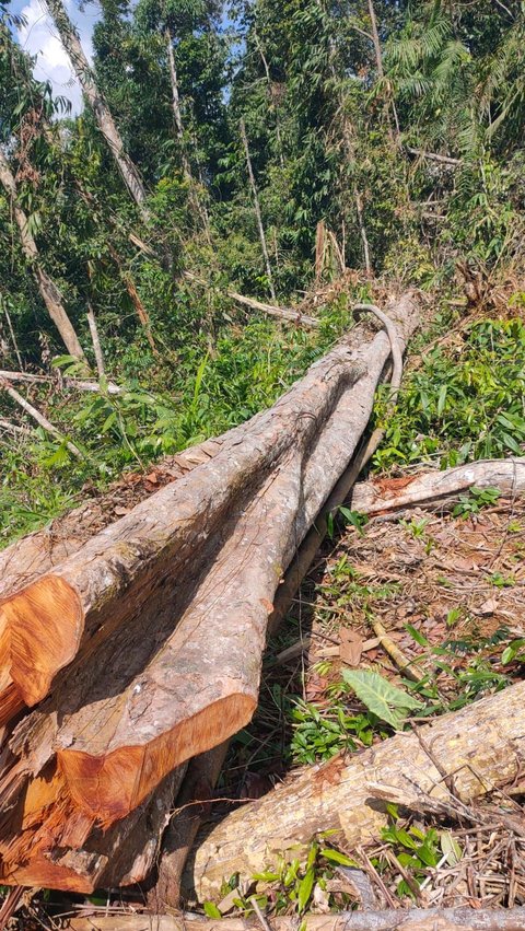 Kepala Desa dan Tokoh Masyarakat  Rusak Hutan Demi Lahan Sawit