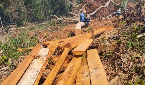 Aswin menjelaskan penangkapan terhadap keduanya usai mendapatkan laporan dari masyarakat pada 19 Juni 2023 terkait perambahan hutan konservasi.  Menindaklanjuti laporan tersebut pihaknya melakukan operasi.