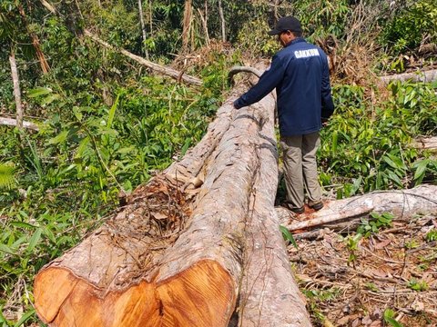 Kepala Desa dan Tokoh Masyarakat  Rusak Hutan Demi Lahan Sawit