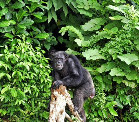 Cara lebih baik untuk memahami evolusi--terutama evolusi manusia--adalah kita merupakan sepupu simpanse dan kera besar lainnya, bukan keturunannya.