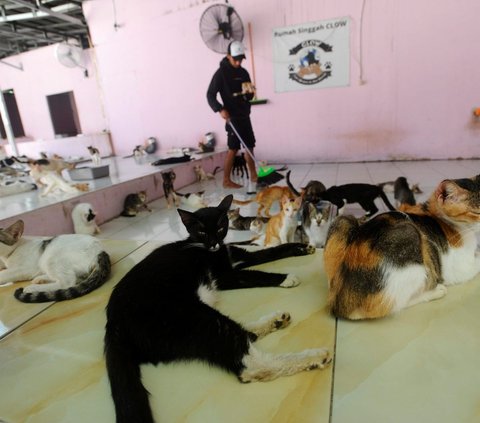 Setelah sepekan yang lalu bagian gudang Rumah Singgah Clow (RSC)  sempat dilanda kebakaran. Aktivitas perawatan kucing dan anjing jalanan yang dilakukan pekerja di tempat tersebut sudah kembali berjalan normal setelah pelaku pembakaran ditangkap di kawasan Parung, Bogor, Rabu (19/07/2023).