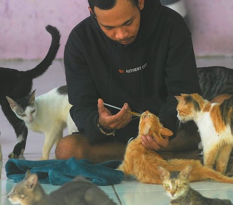 Selain memberikan asupan makanan, tak lupa pekerja selalu memberikan nutrisi tambahan vitamin agar kondisi kucing dan anjing yang dirawat di tempat ini selalu dalam keadaan sehat.