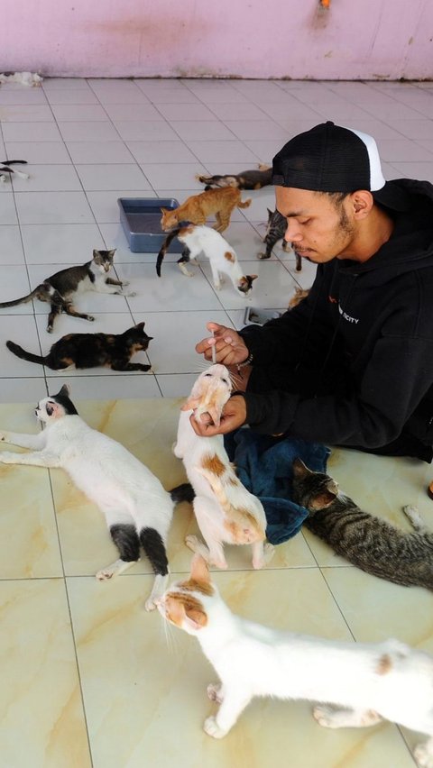 Sebelumnya, Rumah Singgah Clow yang sekaligus klinik satwa di Parung, Bogor itu mengalami kebakaran pada Rabu, 12 Juli 2023 lalu. Buntut dari peristiwa itu, sebanyak 20 ekor kucing dikabarkan mengalami gangguan pernapasan, dan yang menyedihkan, empat ekor kucing mati akibat musibah itu.