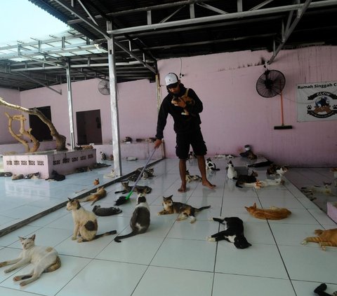 Terlihat dari lantai atas, sekumpulan kucing tengah bersantai di halaman Shelter Clow yang terbilang luas.