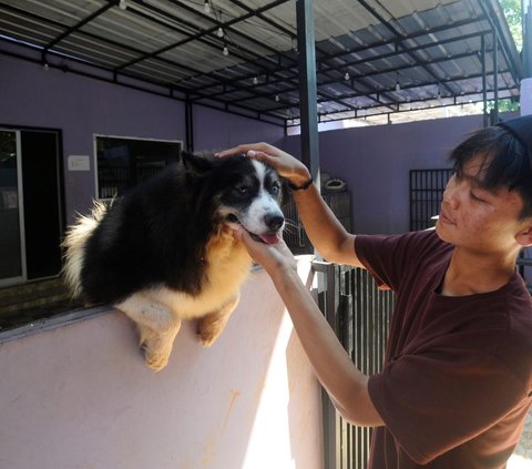 FOTO: Melihat Kondisi RSC di Bogor, Rumah Singgah Ribuan Kucing dan Anjing Terlantar Usai Dilanda Kebakaran