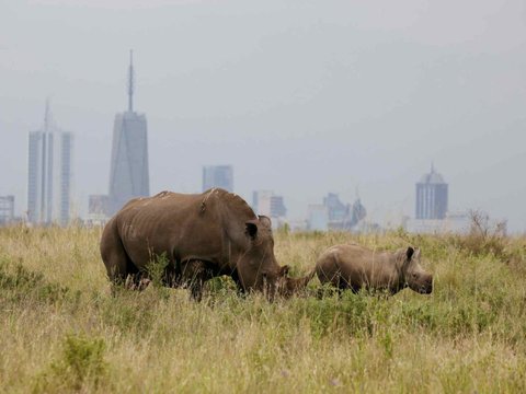 5. Kenya