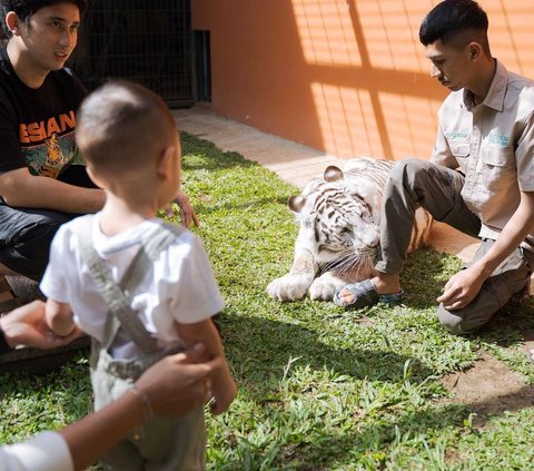Bayi Pemberani, Ini Momen Rayyanza Masuk Kandang dan Pegang Selen Harimau Putih Alshad Ahmad