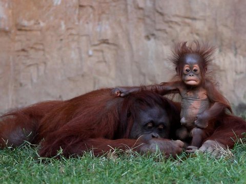 Coba Dengarkan Suara Orang Utan Jika Terlibat Perselisihan, Mirip Bunyi Apa?