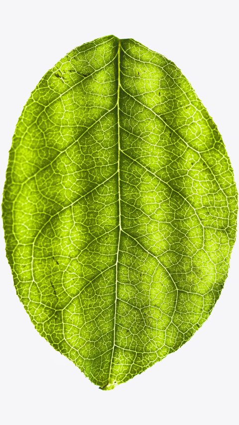 Stomata terdapat pada salah satu sisi permukaan daun.<br /><br />Bisa pada  bagian atas, bagian bawah atau pada kedua sisi tergantung species tanaman. <br /><br />Membuka dan menutupnya stomata sebagai hasil pergerakan masuk keluarnya air dari guard cell.