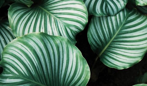 Struktur stomata terdiri dari sel epidermis berbentuk ginjal dengan lubang di pusat yang dikenal sebagai pori.