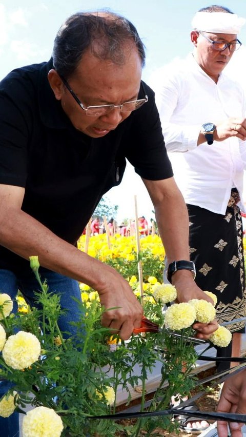 Gubernur Koster menyatakan bahwa penanaman benih bunga gemitir asli Bali ke depannya akan diperluas ke seluruh Pulau Dewata. Dia sudah meminta Kepala Dinas Pertanian untuk melakukannya.