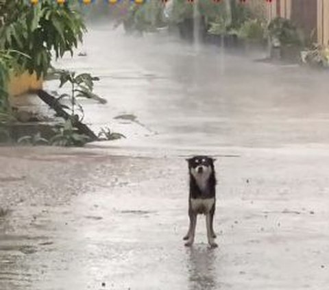 Berdasarkan dalam keterangan, pemilik akun @celibun baru saja kehilangan anjing kesayangannya bernama Molly. Dimana, Molly dan anjing hitam ini sudah kawin dan sangat akrab. <br /><br />Pemilik akun @celibun menjelaskan jika  anjing yang dikenal bernama si Item selalu berdiri di jalanan dari sore hingga malam. <br /> <br />Si Item selalu melihat ke arah rumahnya bak menanti kedatangan Molly.