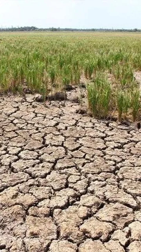 Langkah Kementan Hadapi El Nino, Wamentan Tinjau Program JUT di Kabupaten Kuningan
