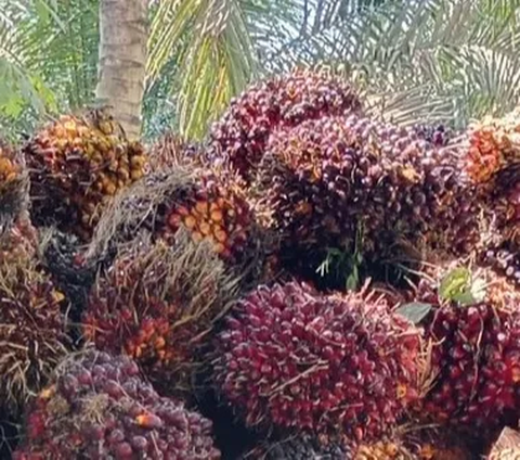 Kejaksaan Agung telah menetapkan tiga korporasi terkait perkara korupsi izin persetujuan ekspor (PE) minyak sawit atau crude palm oil (CPO). Penetapan tersangka ini berdasarkan adanya putusan Mahkamah Agung (MA).