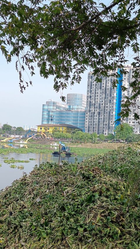 Eceng Gondok Menggunung di Waduk Pluit