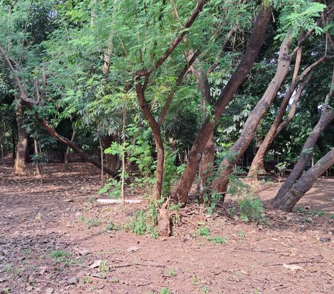 Melihat Hutan Kota Jakarta Jadi 'Basecamp' Komunitas LGBT, Kondom dan Miras Berserakan