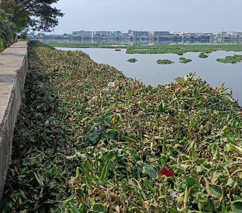 Tanaman tersebut memenuhi waduk di sisi bagian barat berhadapan langsung dengan apartemen Pluit dan sisi selatan dekat dengan pemukiman warga.