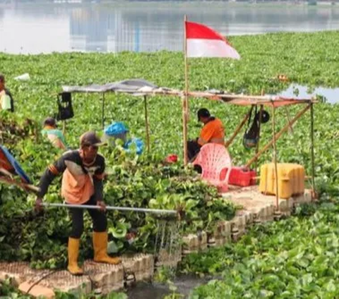 Akibat dari tumpukan eceng gondok yang telah menggunung itu menyebabkan aroma tidak sedap ketika merdeka.com melintas di sekitarannya.