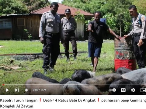 CEK FAKTA: Hoaks Video Kapolri Turun Tangan Tangkap Babi Peliharaan Panji Gumilang di Ponpes Al-Zaytun