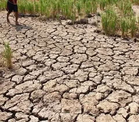 Dampak El Nino Semakin Menguat, Kepala BMKG Beri Peringatan Ini