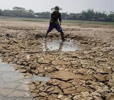 Dampak El Nino Semakin Menguat, Kepala BMKG Beri Peringatan Ini