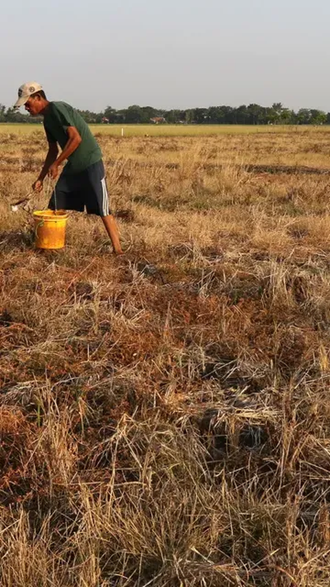 Menurut dia, El Nino juga berdampak kepada para petani karena air semakin kurang sehingga sektor pertanian akan terganggu.