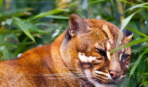 Populasi kucing-kucing yang banyak hidup di hutan ini terus berkurang karena berbagai hal, mulai dari habitatnya hilang, ancaman permukiman manusia dan tentu saja perburuan liar yang sangat meresahkan.