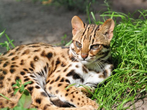 Kucing yang tersebar di berbagai negara Asia ini banyak mendiami wilayah Sumatera, Jawa, Bali dan Kalimantan.
