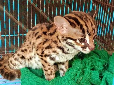 7 Kucing Liar Asal Indonesia Ini Langka dan Hampir Punah